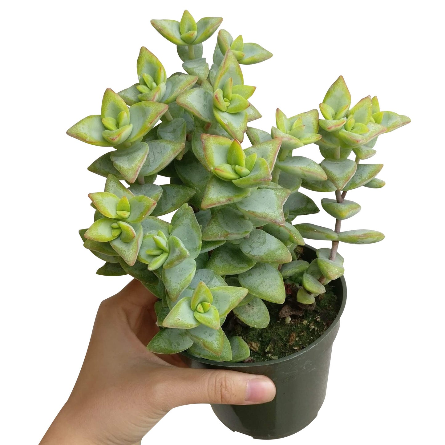 Crassula High Voltage