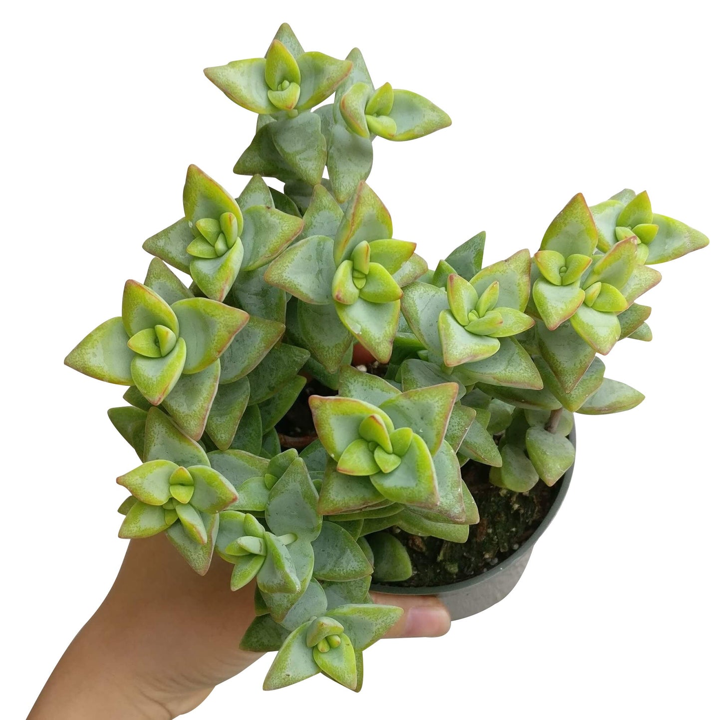 Crassula High Voltage