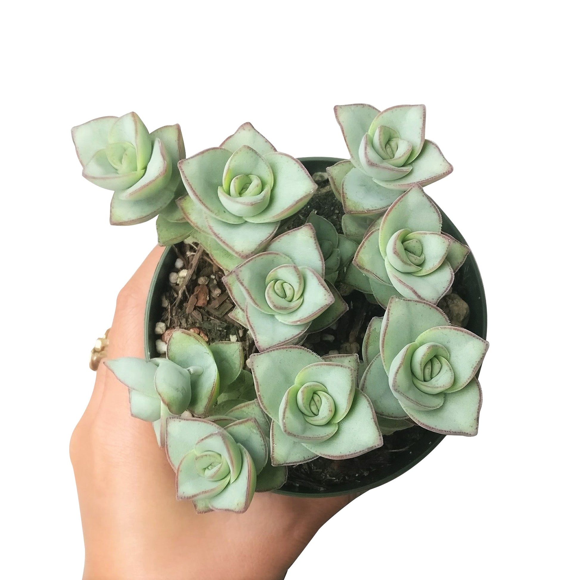 ivory tower succulent Crassula Ivory Towers Crassula Conjuncta Succulent For Sale 4 inch / Bamboo Pot by Succulents Box