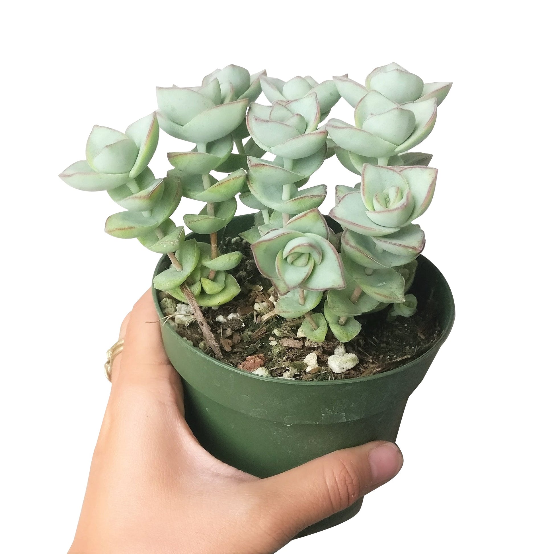 ivory towers succulent Crassula Ivory Towers Crassula Conjuncta Succulent For Sale 2 inch / Clay Pot by Succulents Box