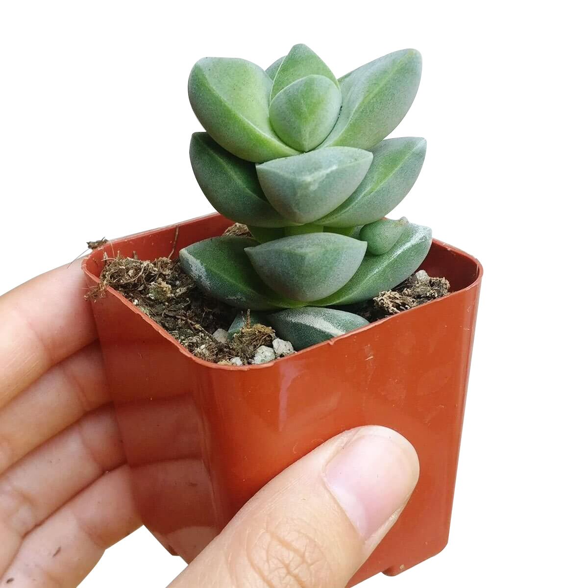 Crassula Moonglow Succulent