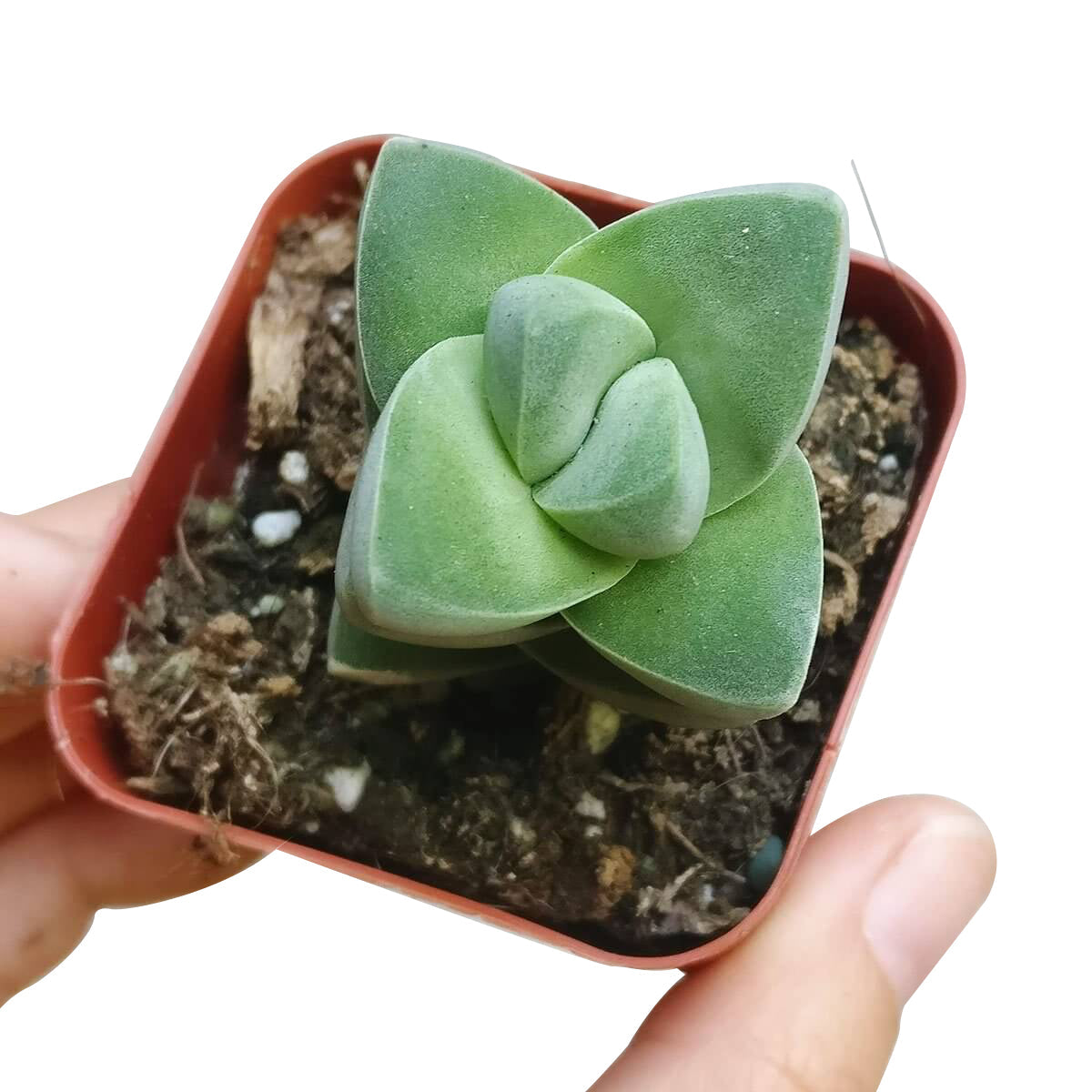 Crassula Moonglow Succulent