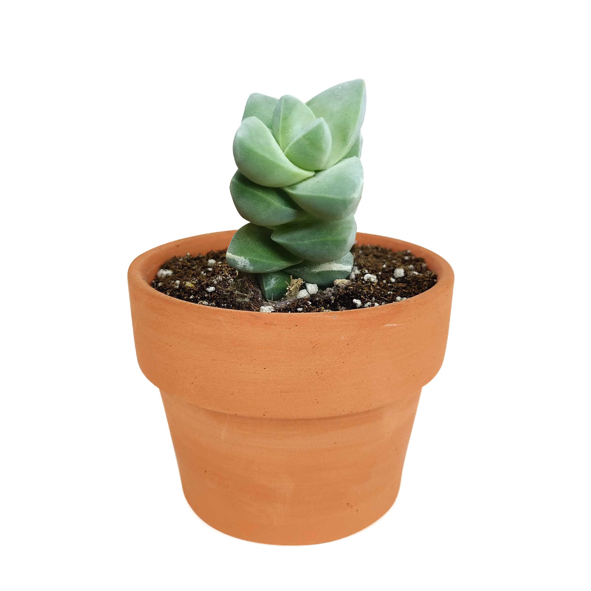 Crassula Moonglow Succulent