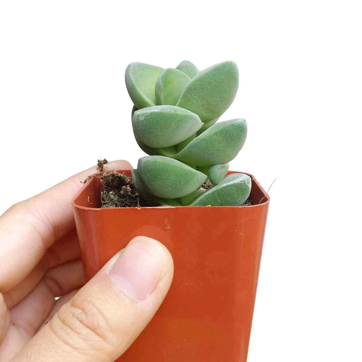 Crassula Moonglow Succulent