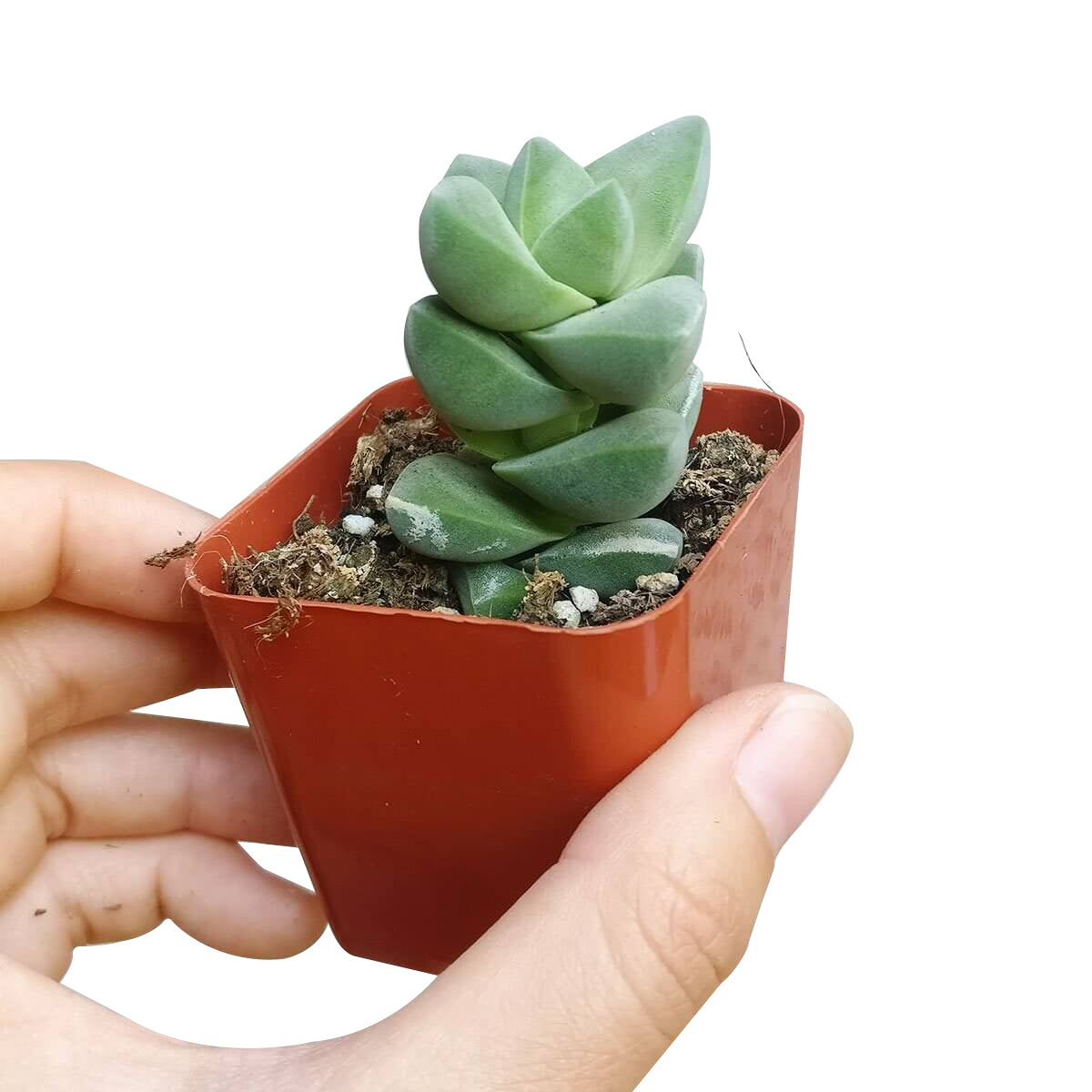 Crassula Moonglow Succulent