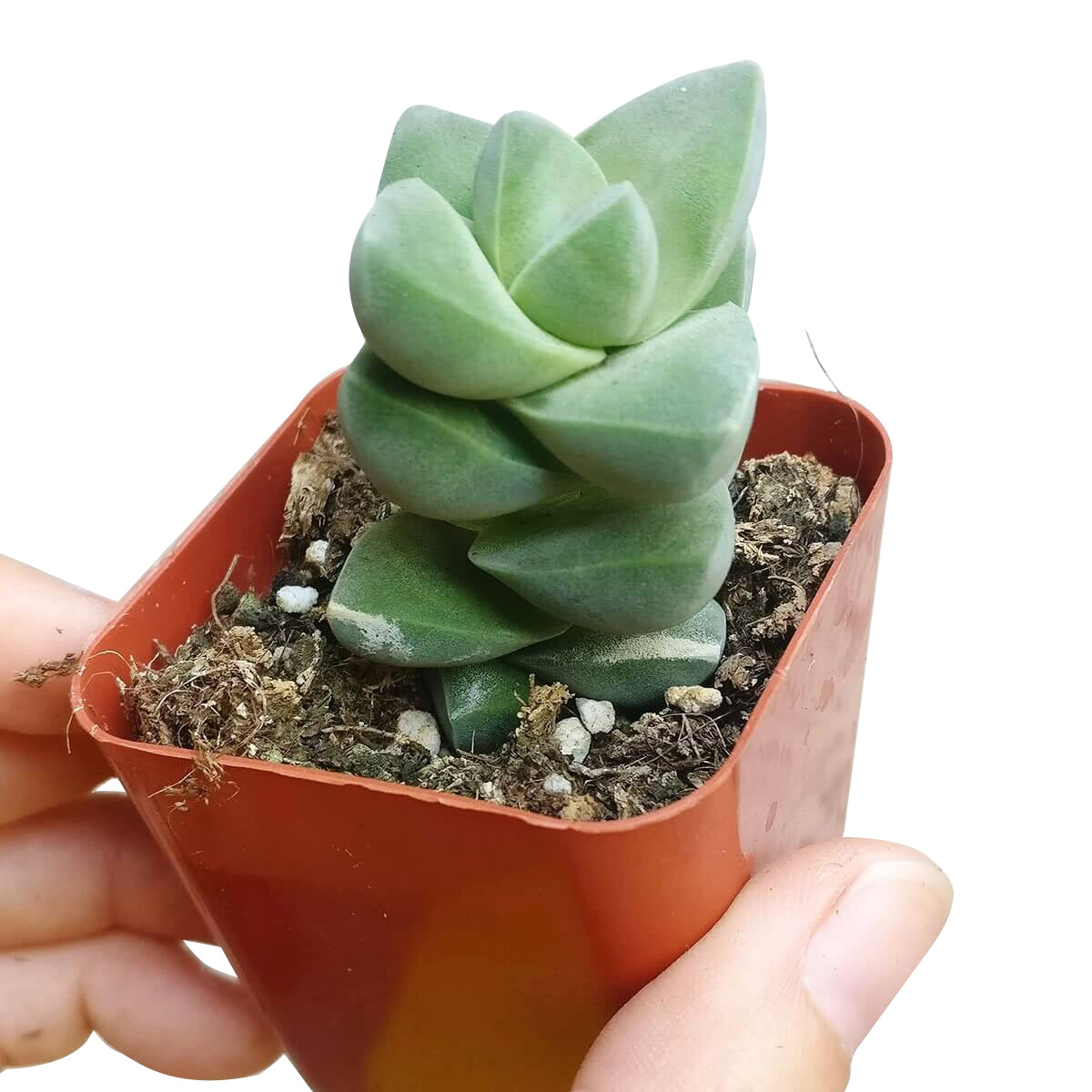 Crassula Moonglow Succulent