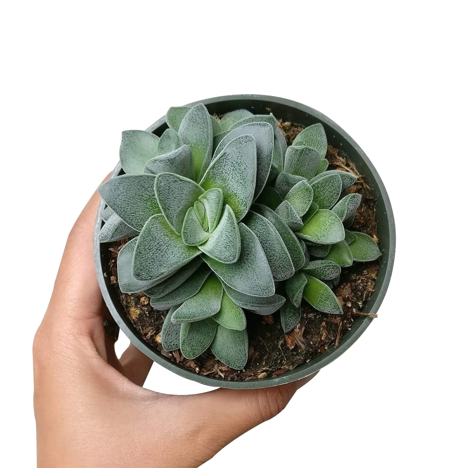 morgans beauty succulent Crassula Morgan Beauty Silver Springtime Succulents for Sale 4 inch / Plastic Pot by Succulents Box
