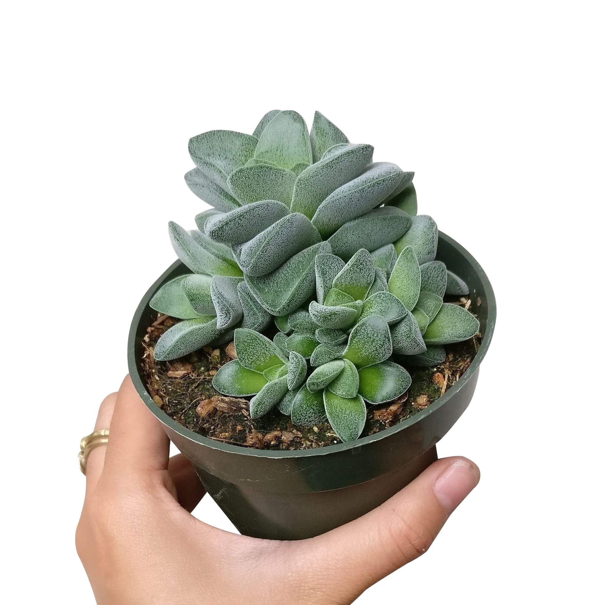 silver springtime succulent Crassula Morgan Beauty Silver Springtime Succulents for Sale 4 inch / Plastic Pot by Succulents Box