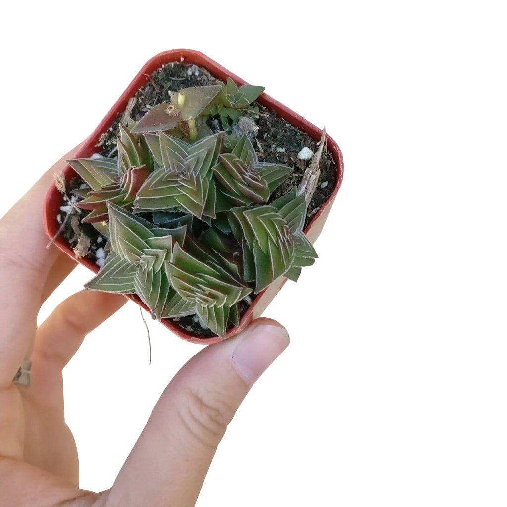 succulent pagoda Crassula Pagoda Village – Lovehopegrow