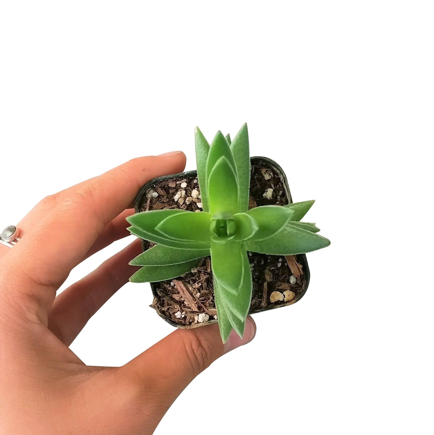 Crassula Red Pagoda Shark Tooth