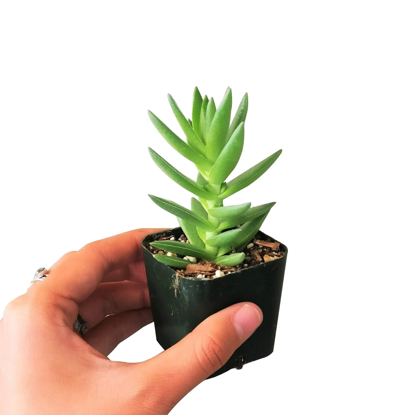 Crassula Red Pagoda Shark Tooth