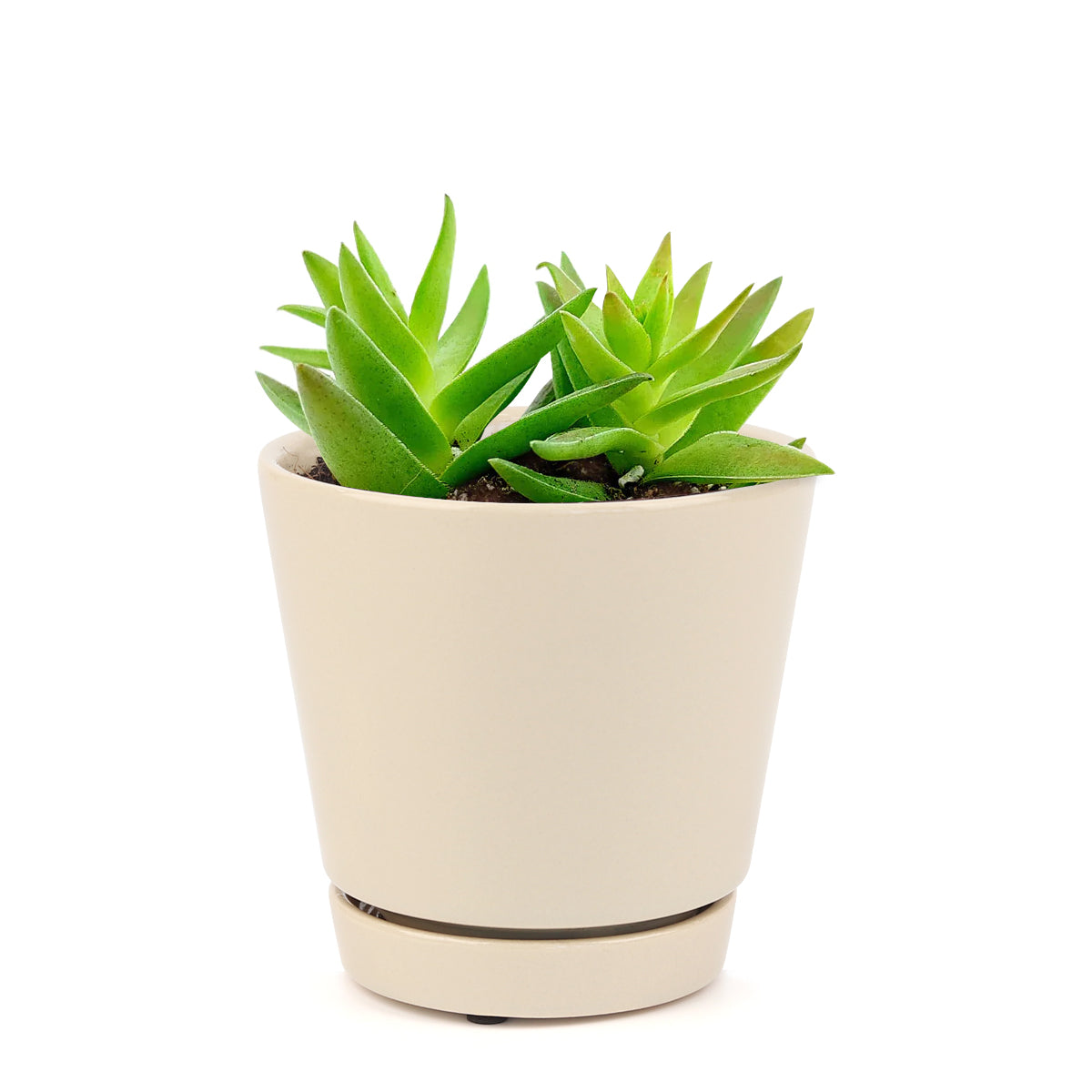 Crassula Red Pagoda Shark Tooth