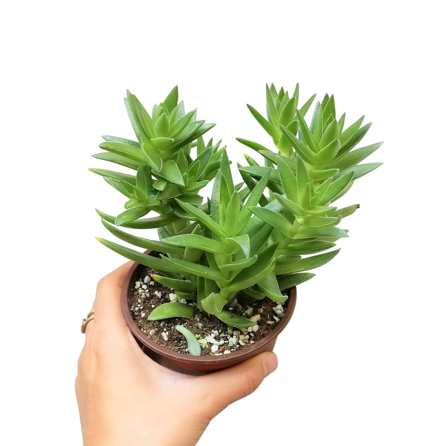 Crassula Red Pagoda Shark Tooth