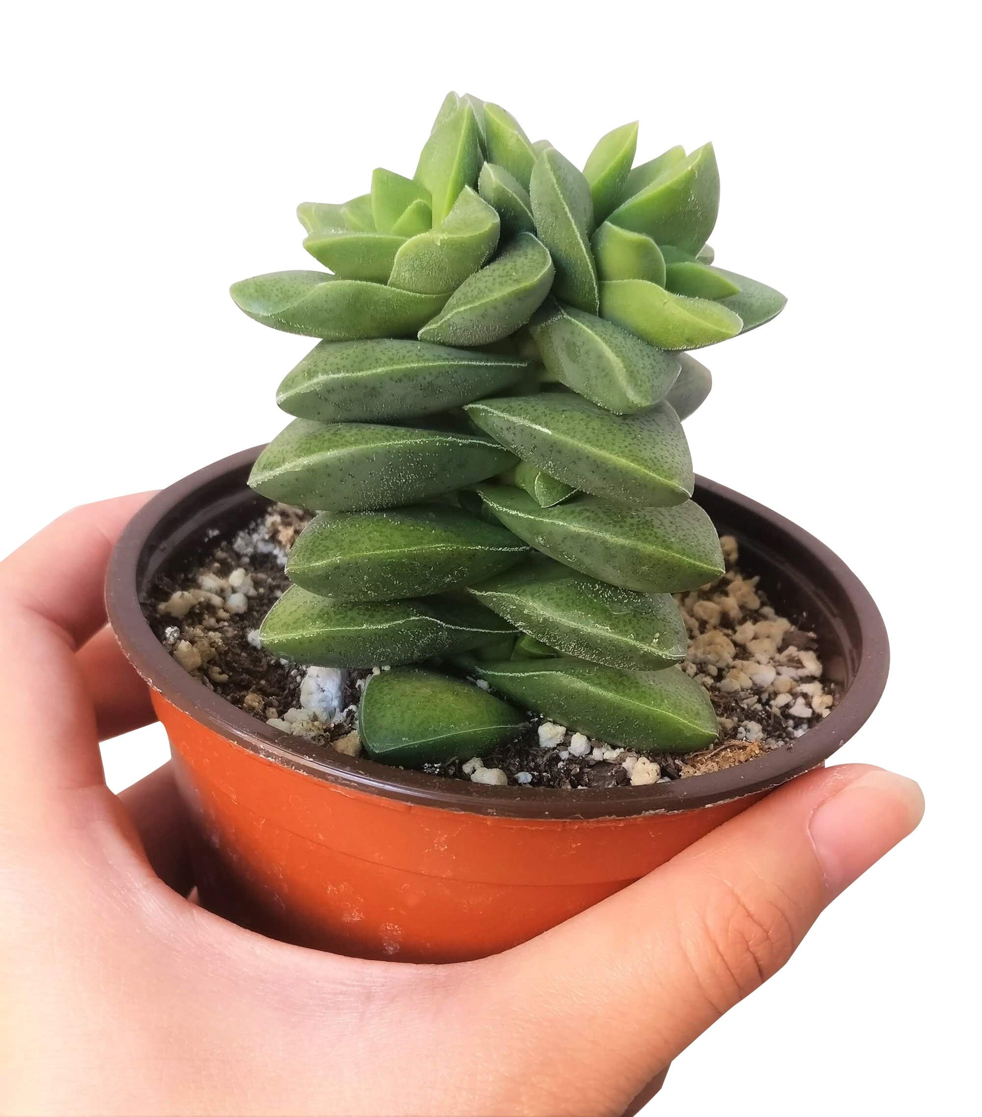 springtime succulent Crassula Springtime Succulent fully rooted with Care Guide 2 inch / Plastic Pot by Succulents Box
