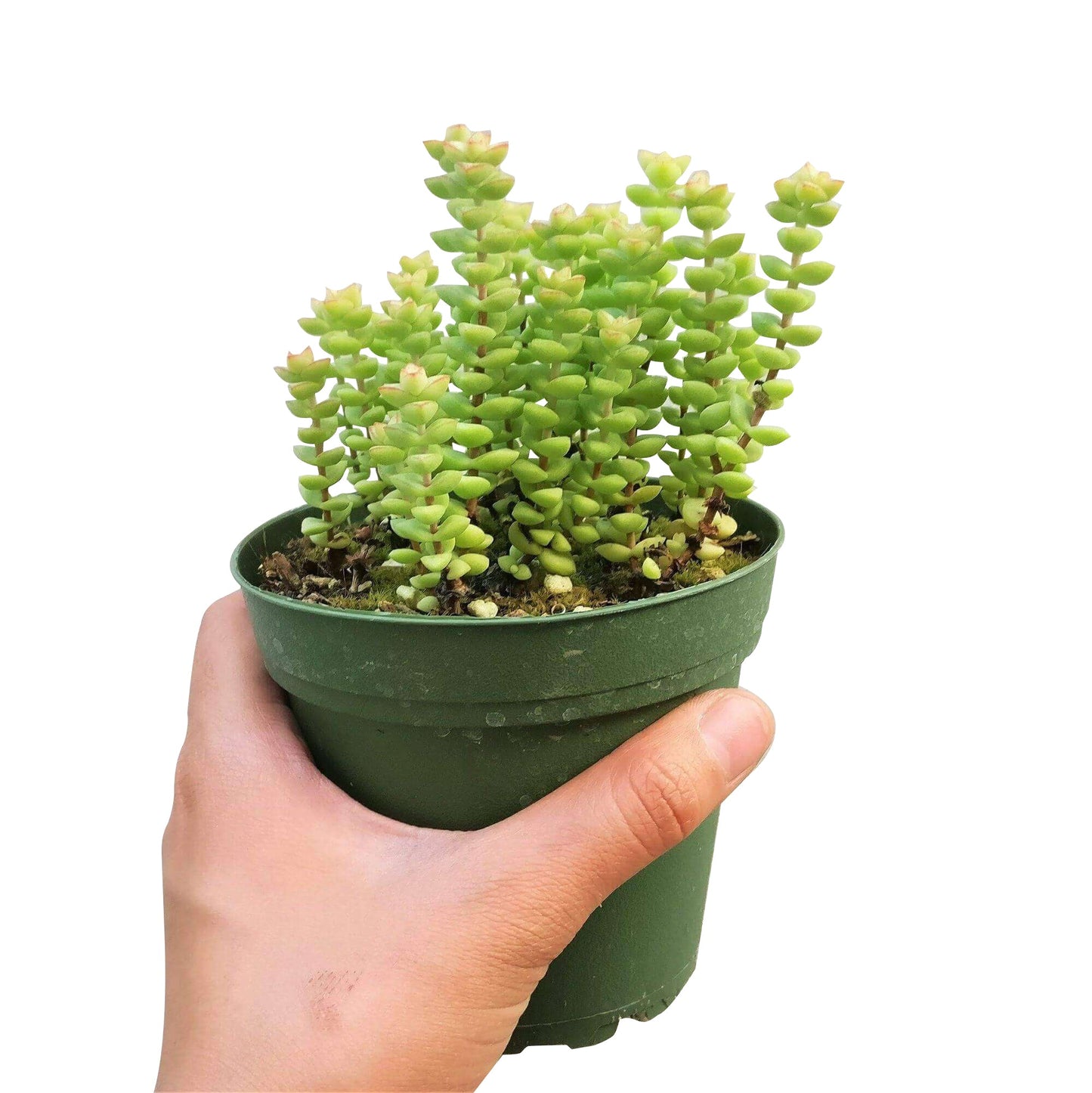 Crassula Tom Thumb Perforata