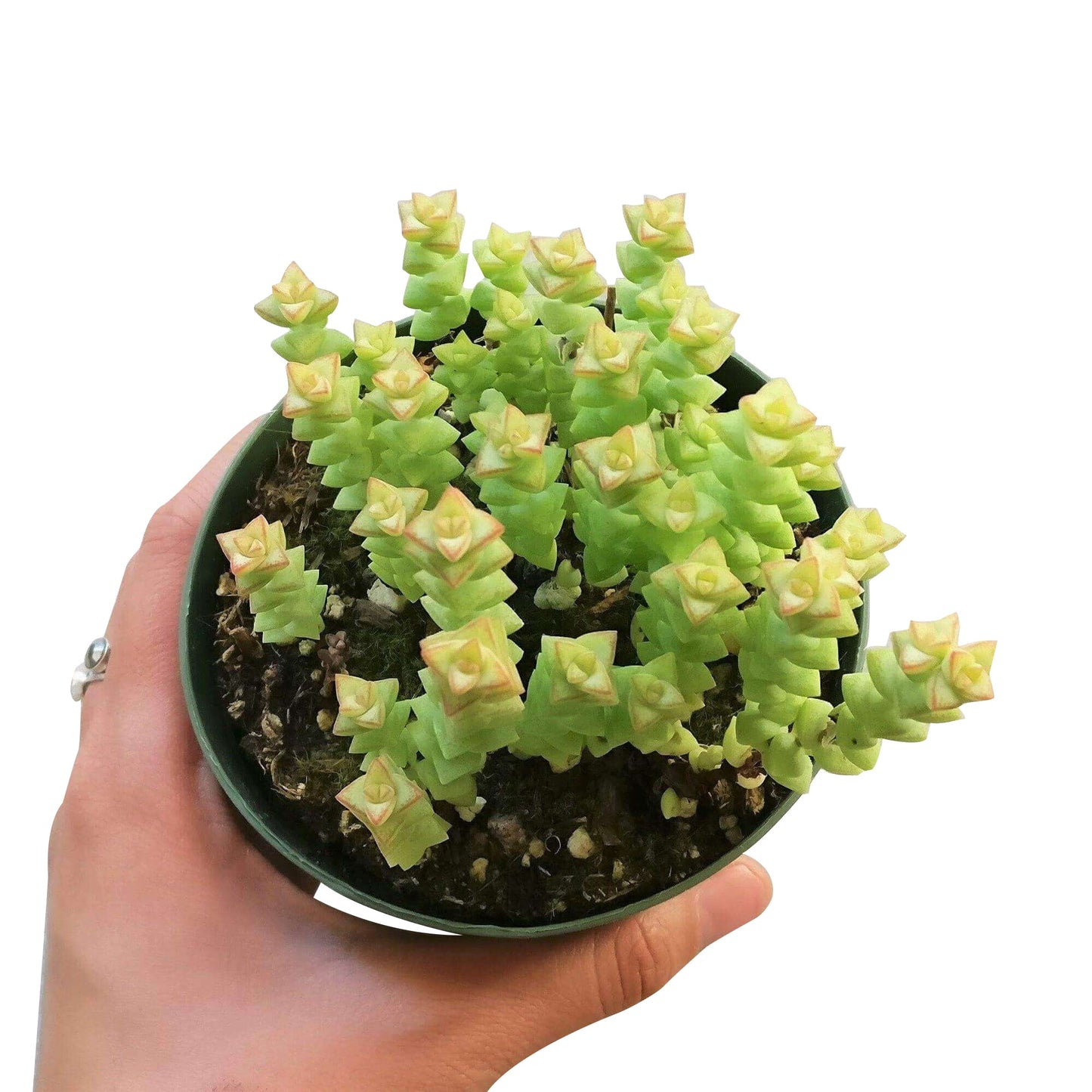 Crassula Tom Thumb Perforata