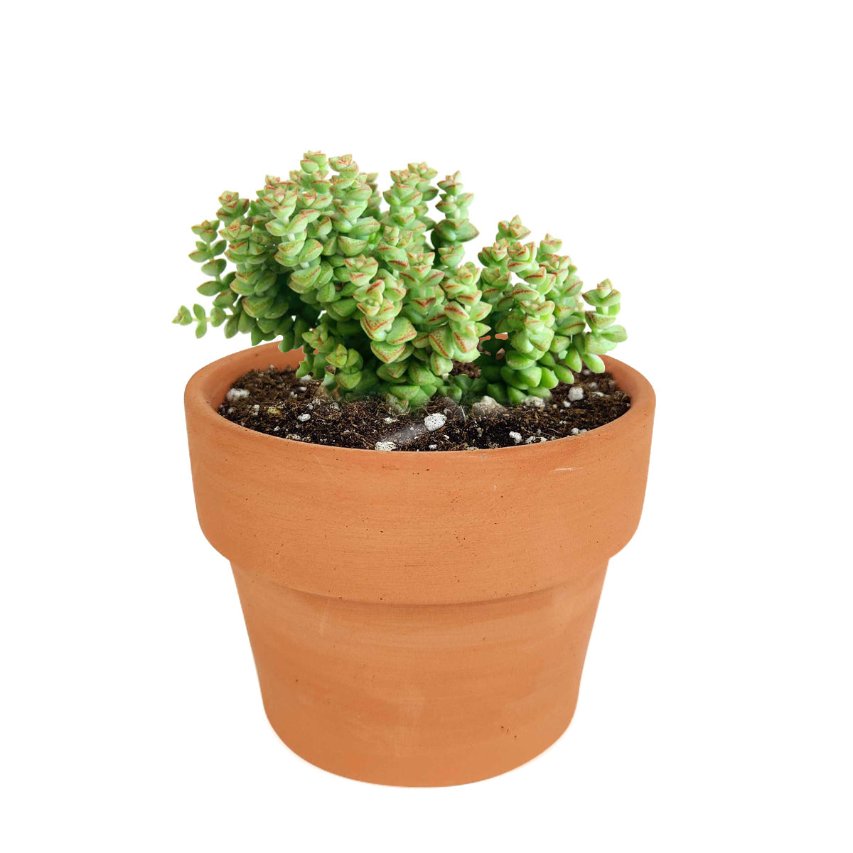 Crassula Tom Thumb Perforata