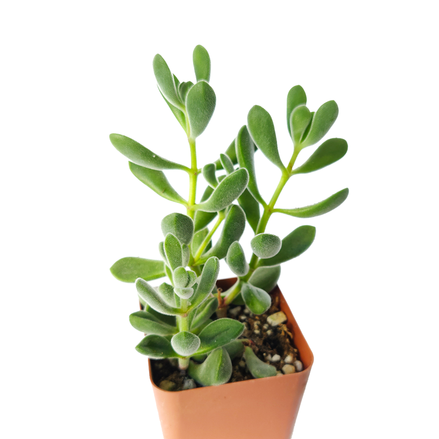 Crassula Congesta Green Beans