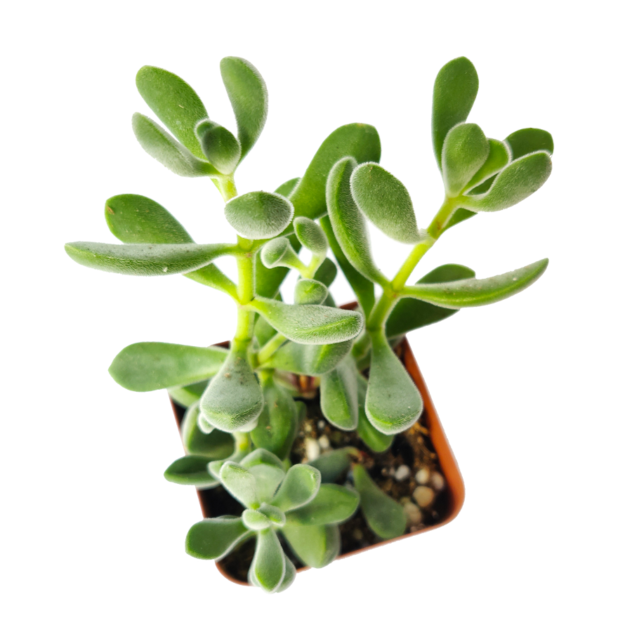 Crassula Congesta Green Beans