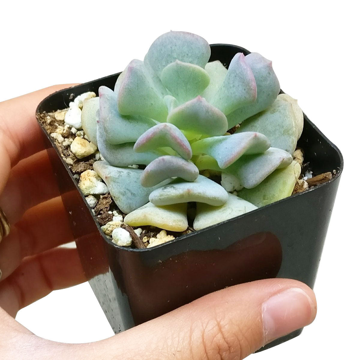Echeveria Cubic Frost 2 inch / Plastic Pot