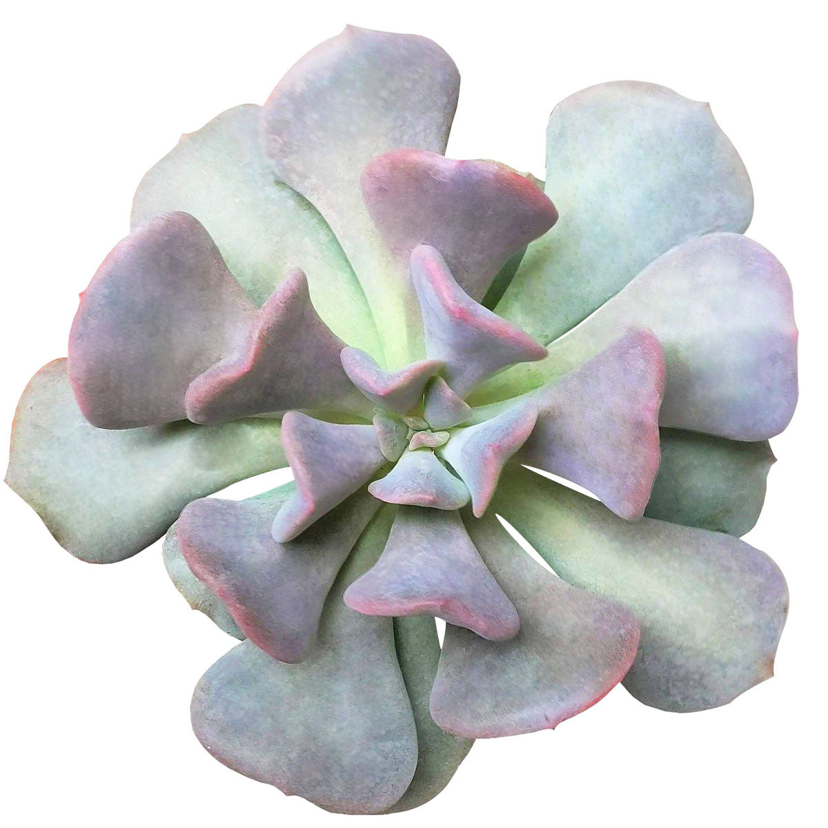 Echeveria Cubic Frost