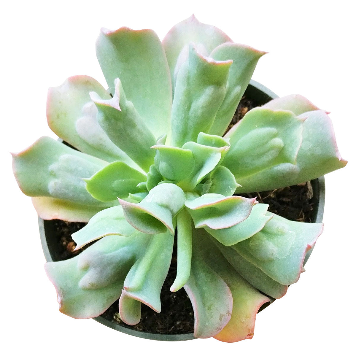 Echeveria Culibra Succulent