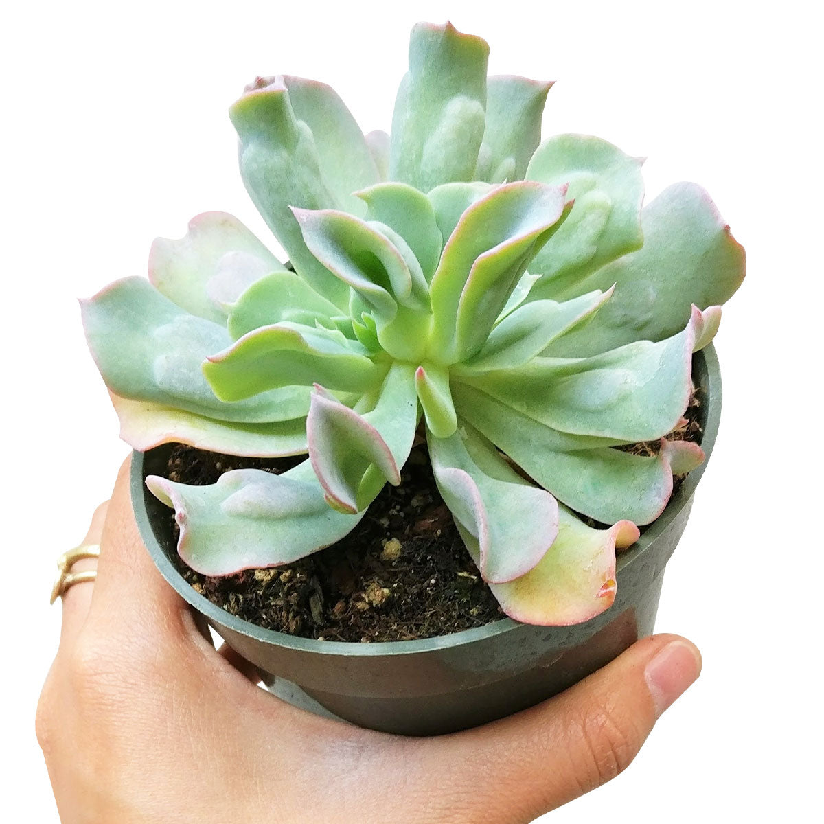 Echeveria Culibra Succulent