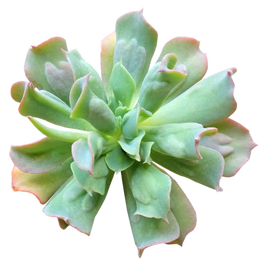 Echeveria Culibra Succulent