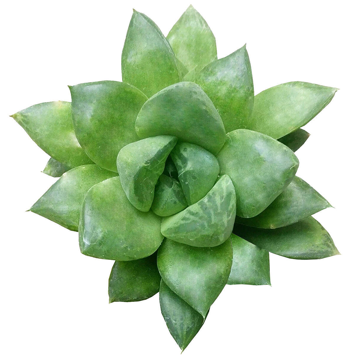 Haworthia Cuspidata Succulent