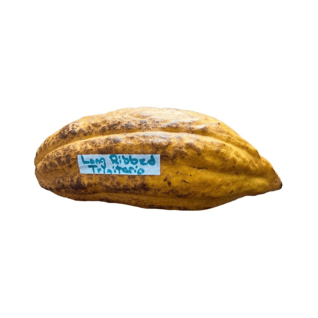 Trinitao Cacao Tree Yellow, Long Ribbed – Fruit-Bearing Theobroma Cacao Tree