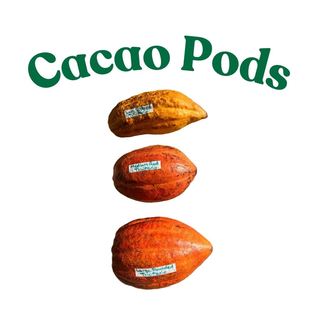Forastero Cacao Chocolate Tree