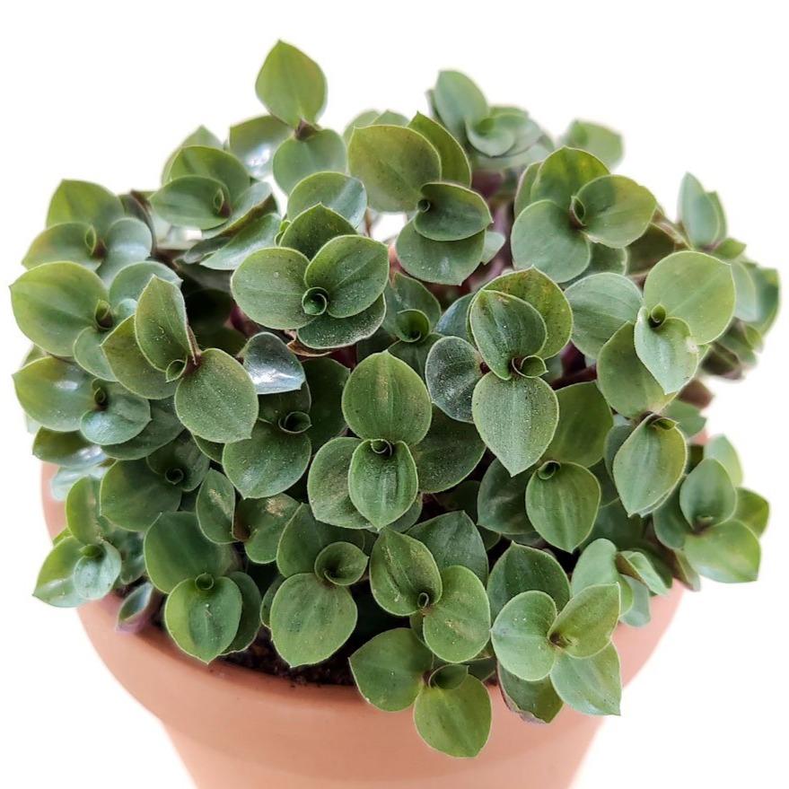 Callisia Repens Sedum (Turtle Vine)