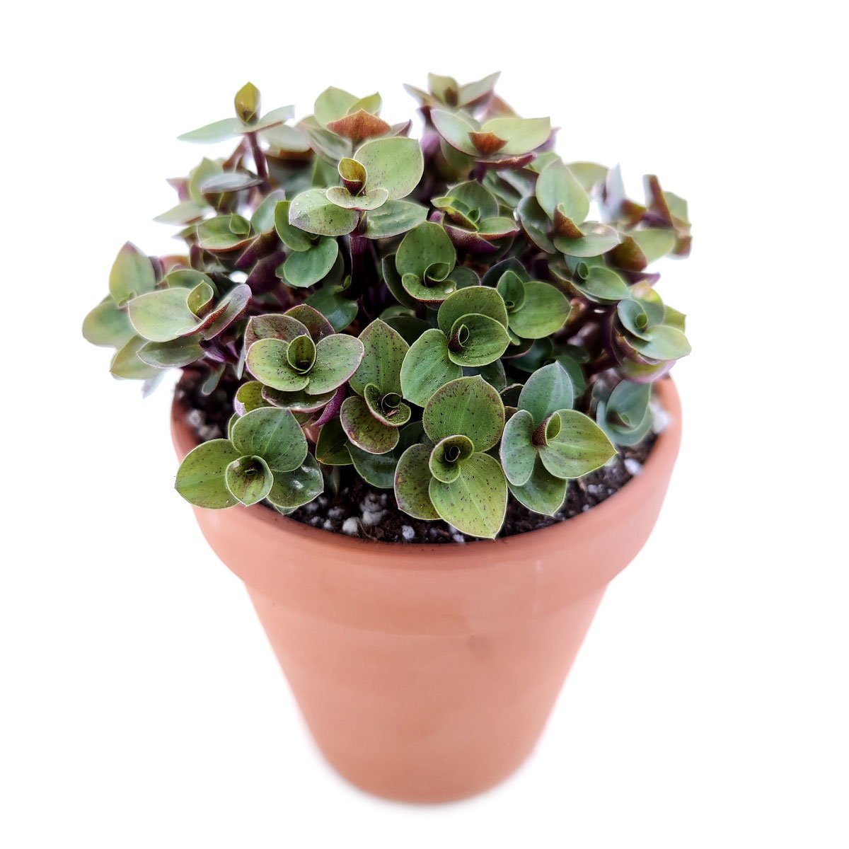 Callisia Repens Sedum (Turtle Vine)