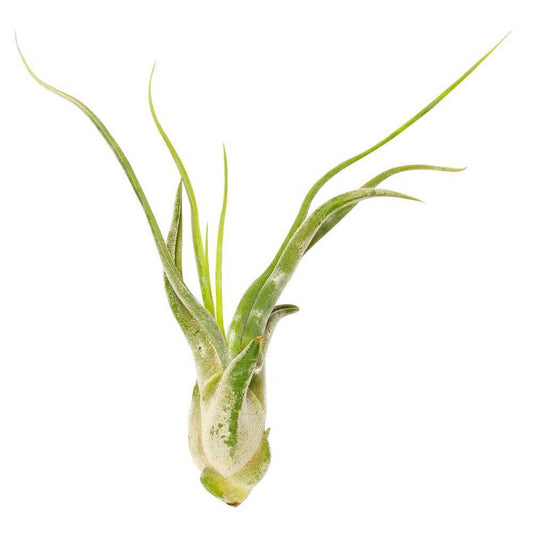 Tillandsia Caput Medusae