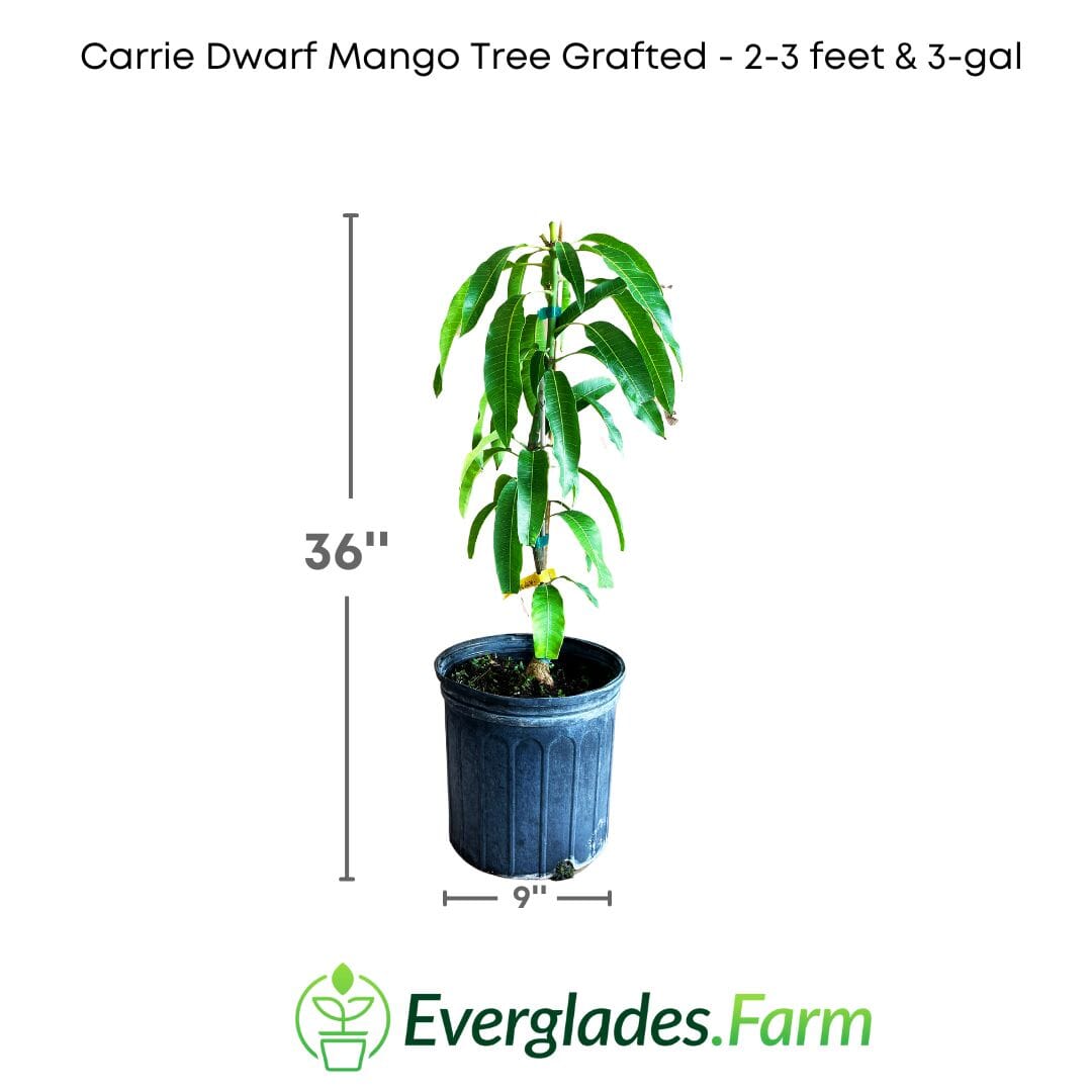 Carrie Dwarf Mango Tree Grafted