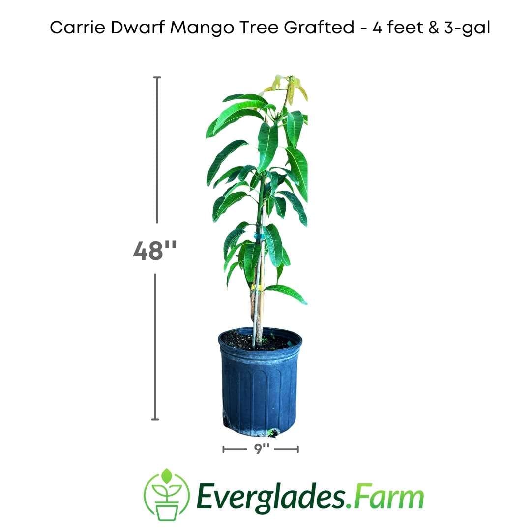 Carrie Dwarf Mango Tree Grafted