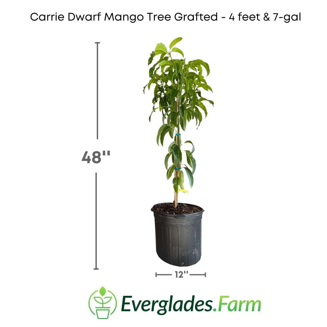 Carrie Dwarf Mango Tree Grafted