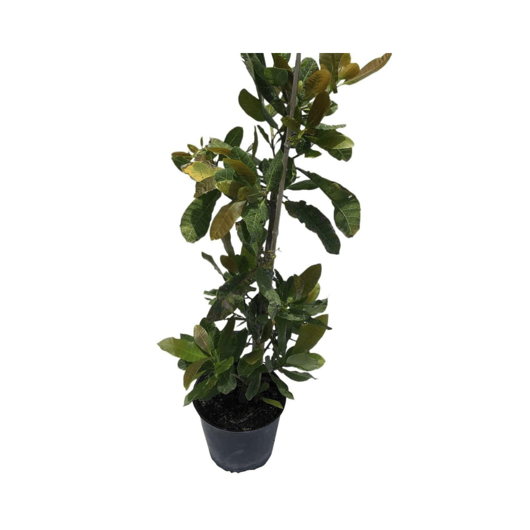 Cashew Tree, Yellow Fruit