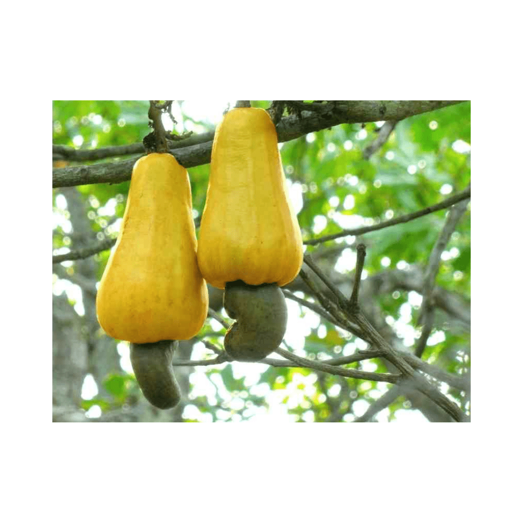 Cashew Tree, Yellow Fruit