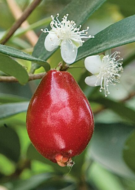 Cedar Bay Cherry (Eugenia reinwardtiana)