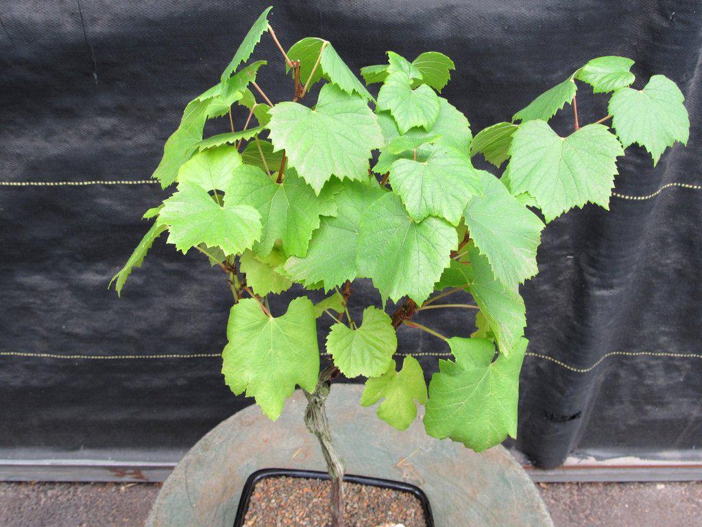 grapes bonsai tree Chardonnay Grape Bonsai Tree – Lovehopegrow