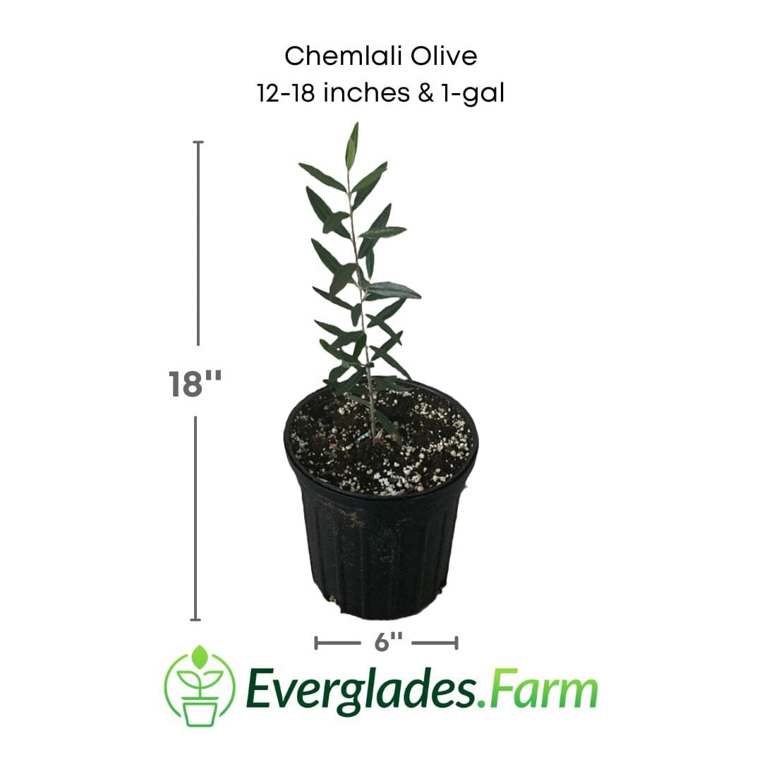 Chemlali Olive Tree