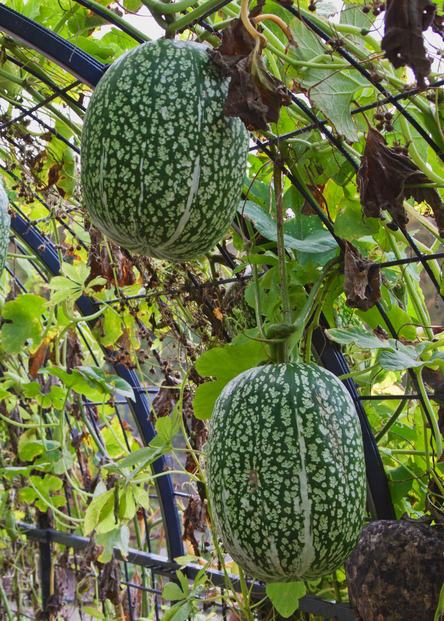 Chilacayote Squash (Cucurbita ficifolia)