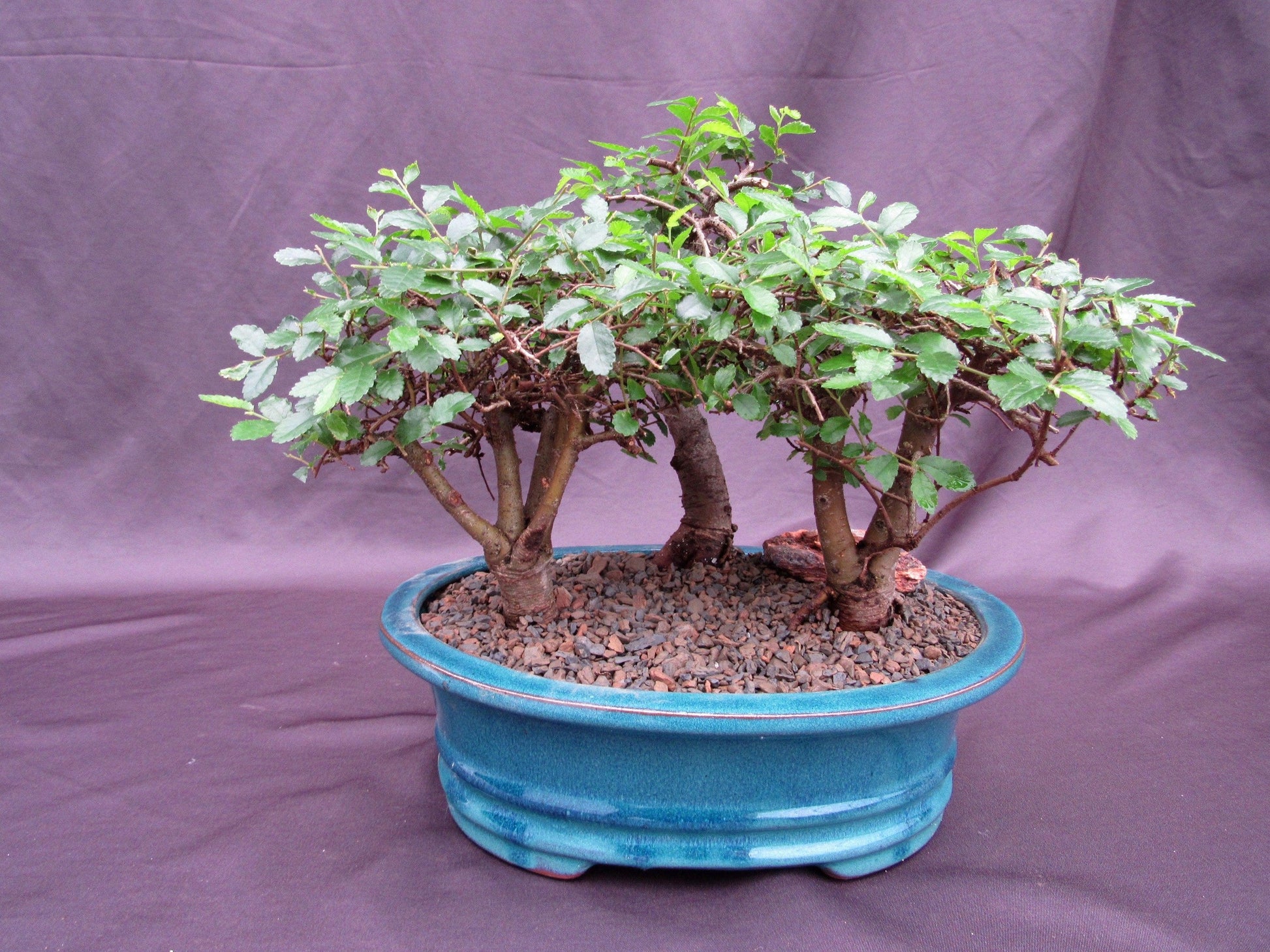 elm bonsai tree Chinese Elm Bonsai Tree