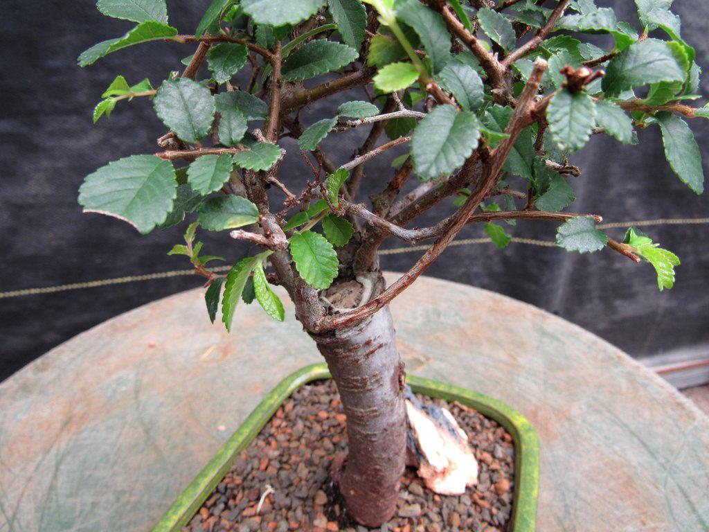 Love My Bonsai Chinese Elm Bonsai Tree – Curved Trunk Style (Extra Small)