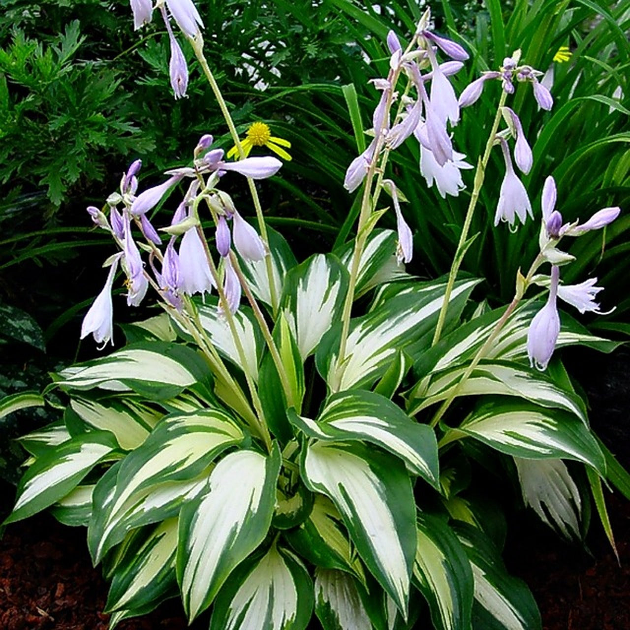 Hosta 'Night Before Christmas'