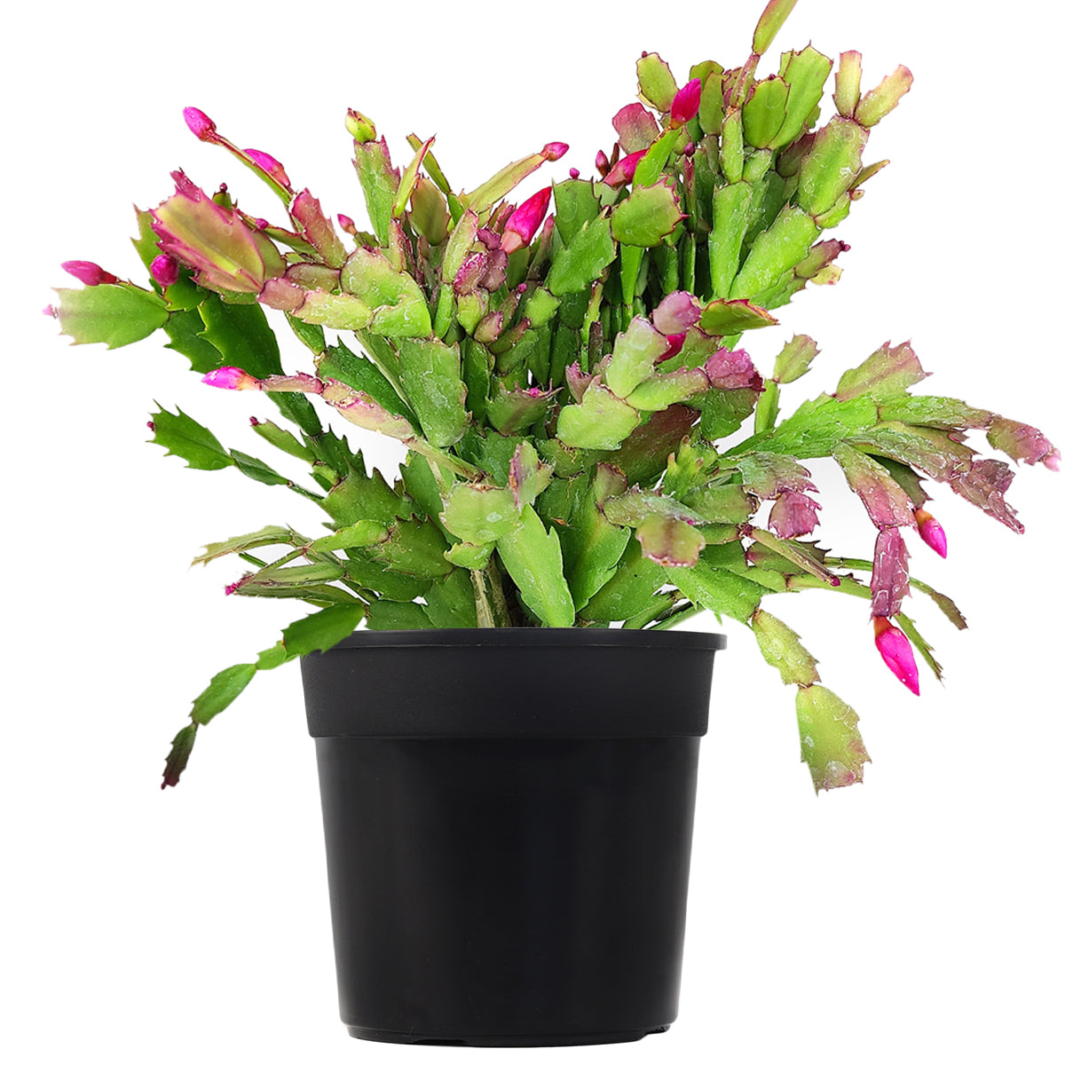 Random Color Christmas Cactus Thanksgiving Cactus