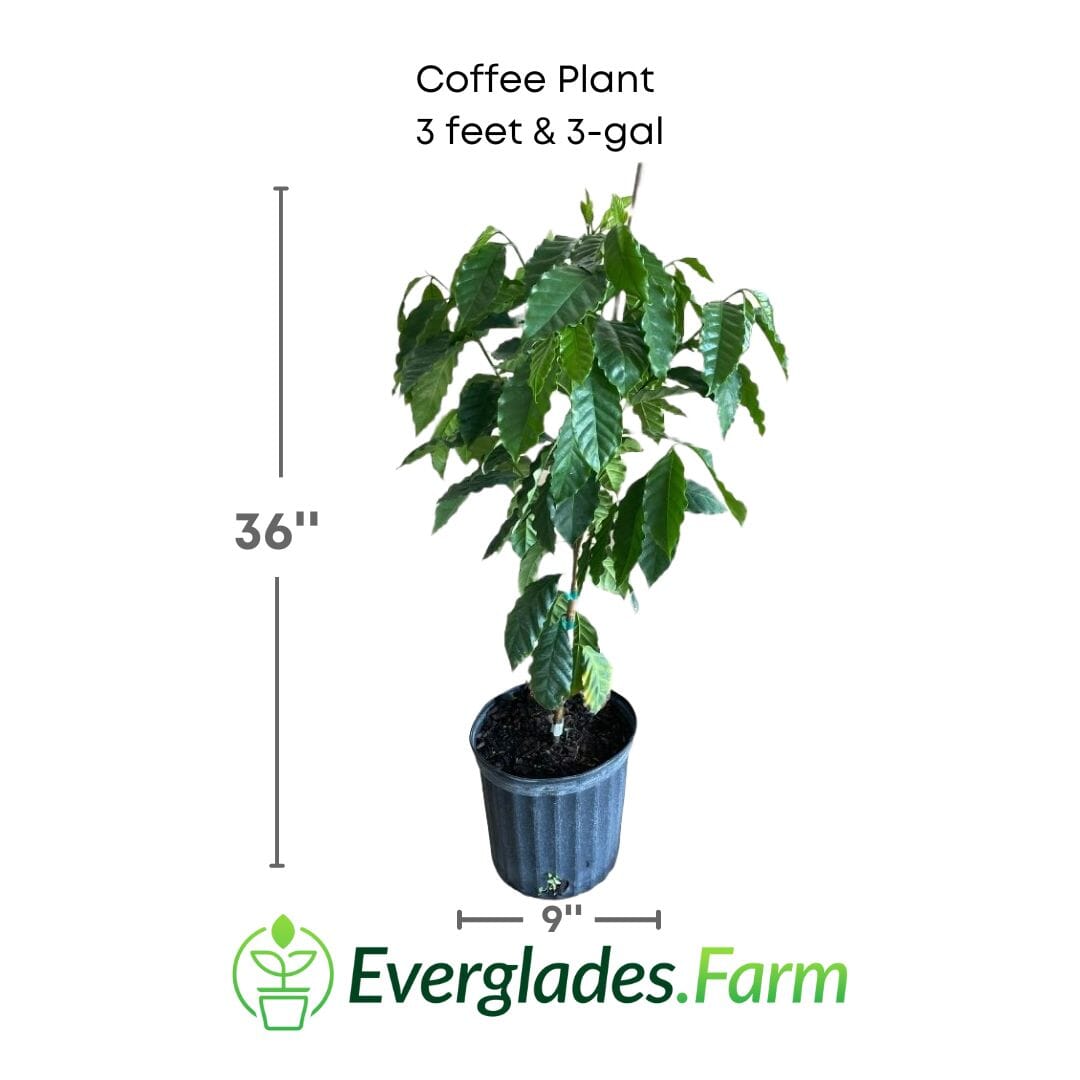 Coffee Plant Full Size