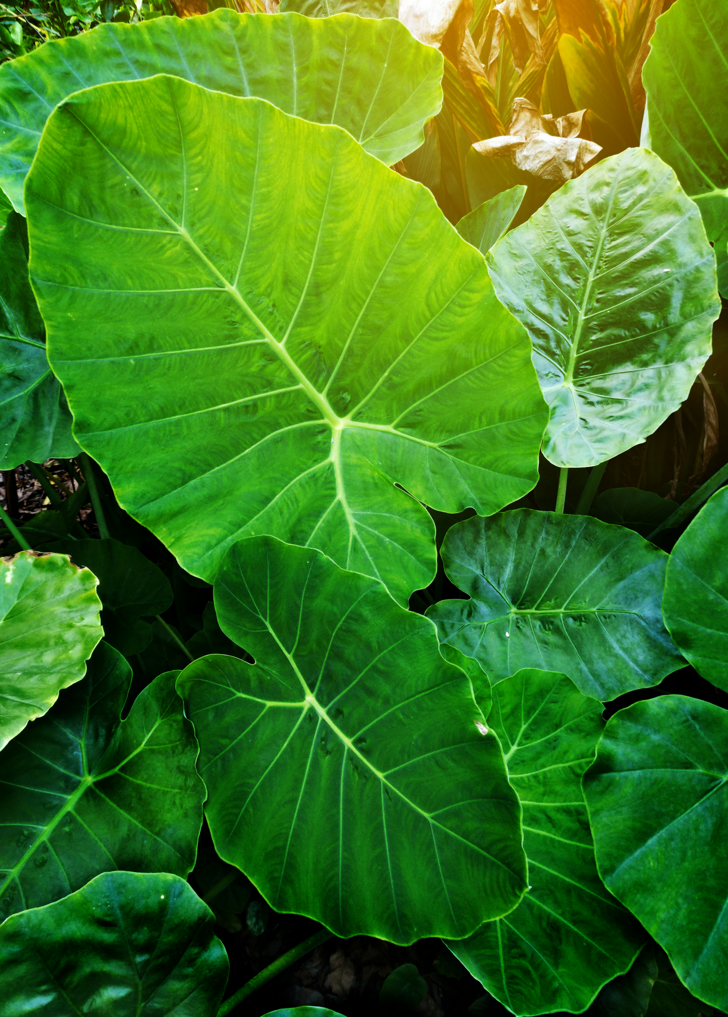 Taro 'Chinese Bun Long' (Colocasia esculenta)