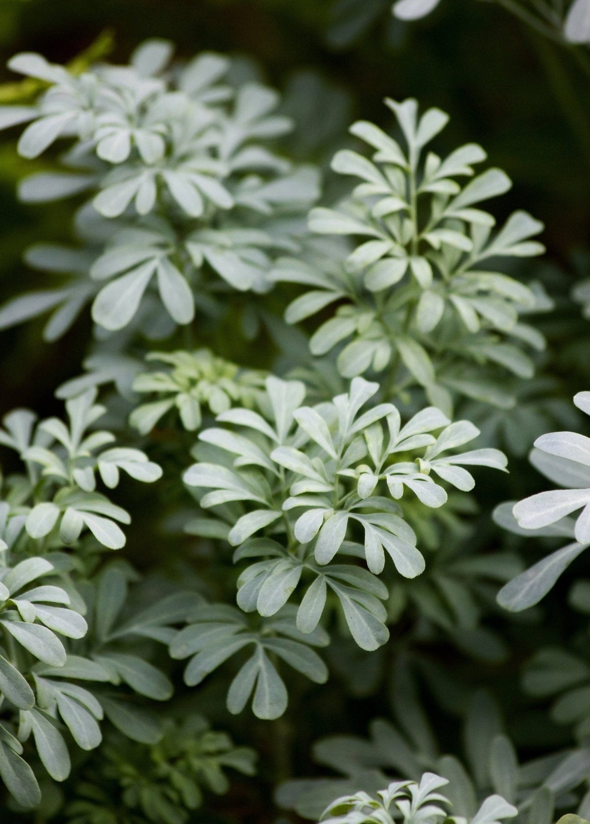 Diy Projects Using Rue Ruta Rue (Ruta graveolens) – Lovehopegrow